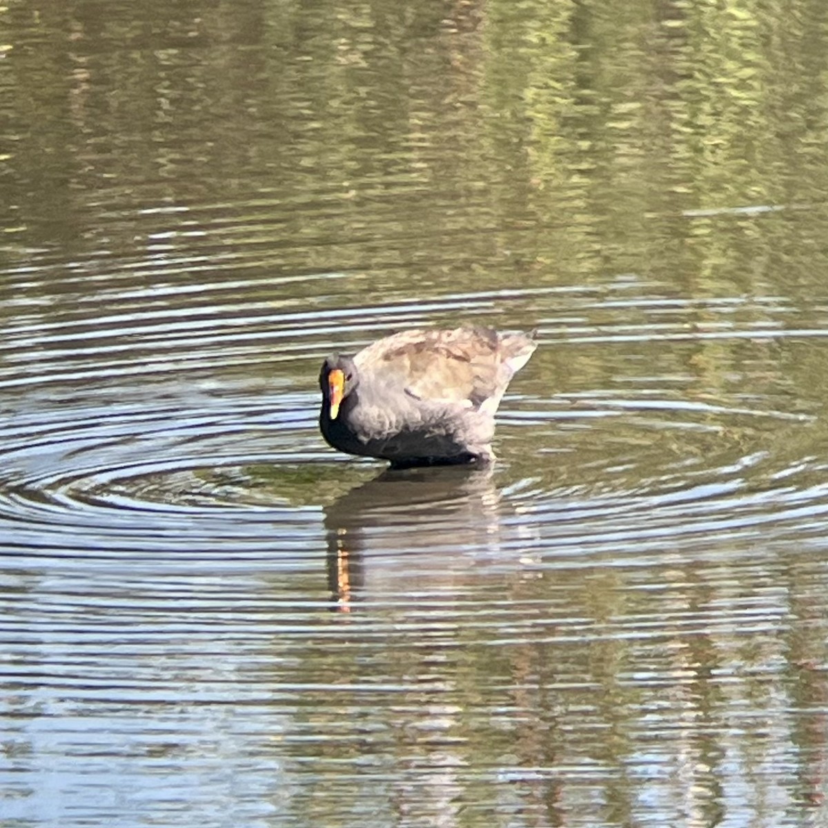 Common Gallinule - ML639746265