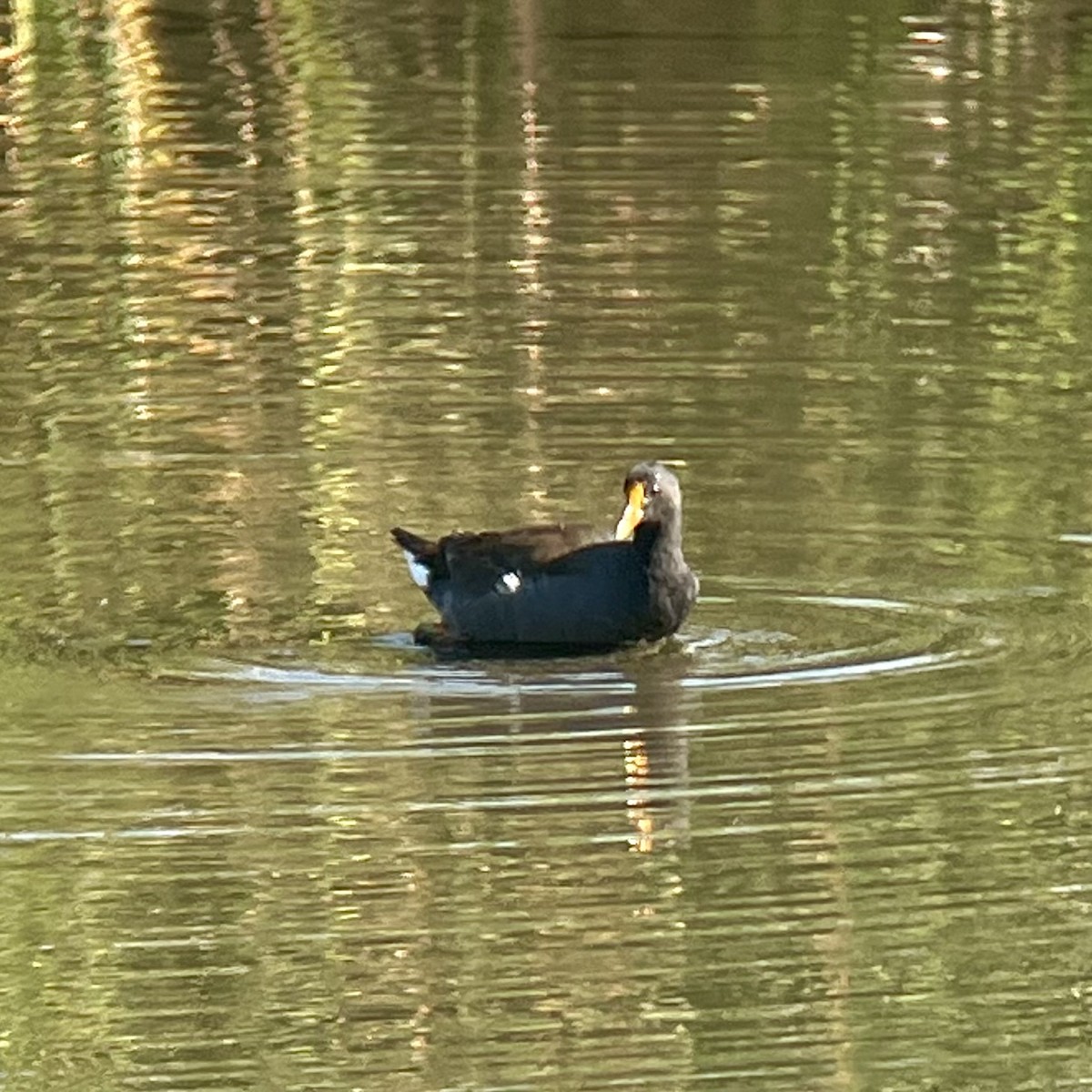 Common Gallinule - ML639746266
