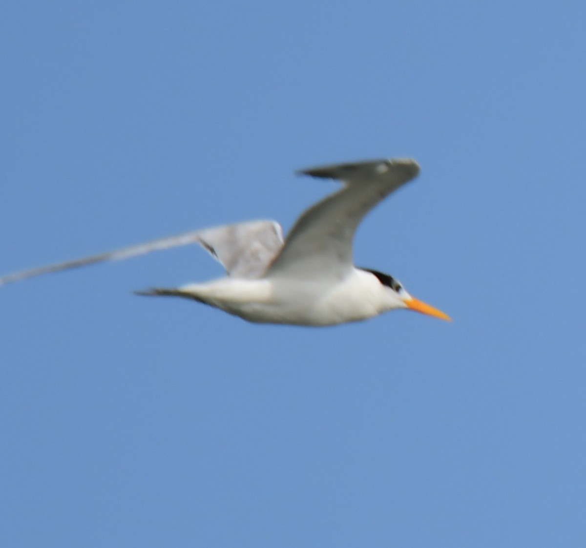 Lesser Crested Tern - ML639746267