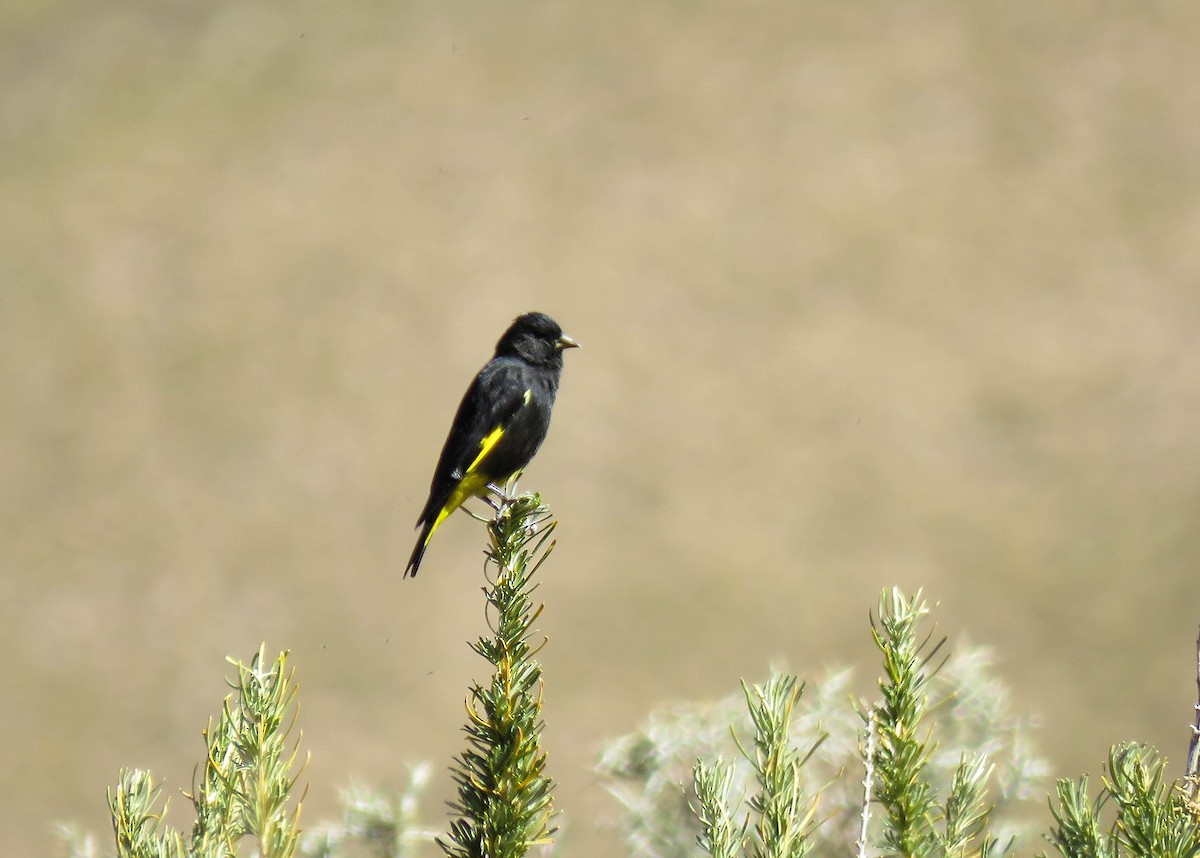 Black Siskin - ML639746268