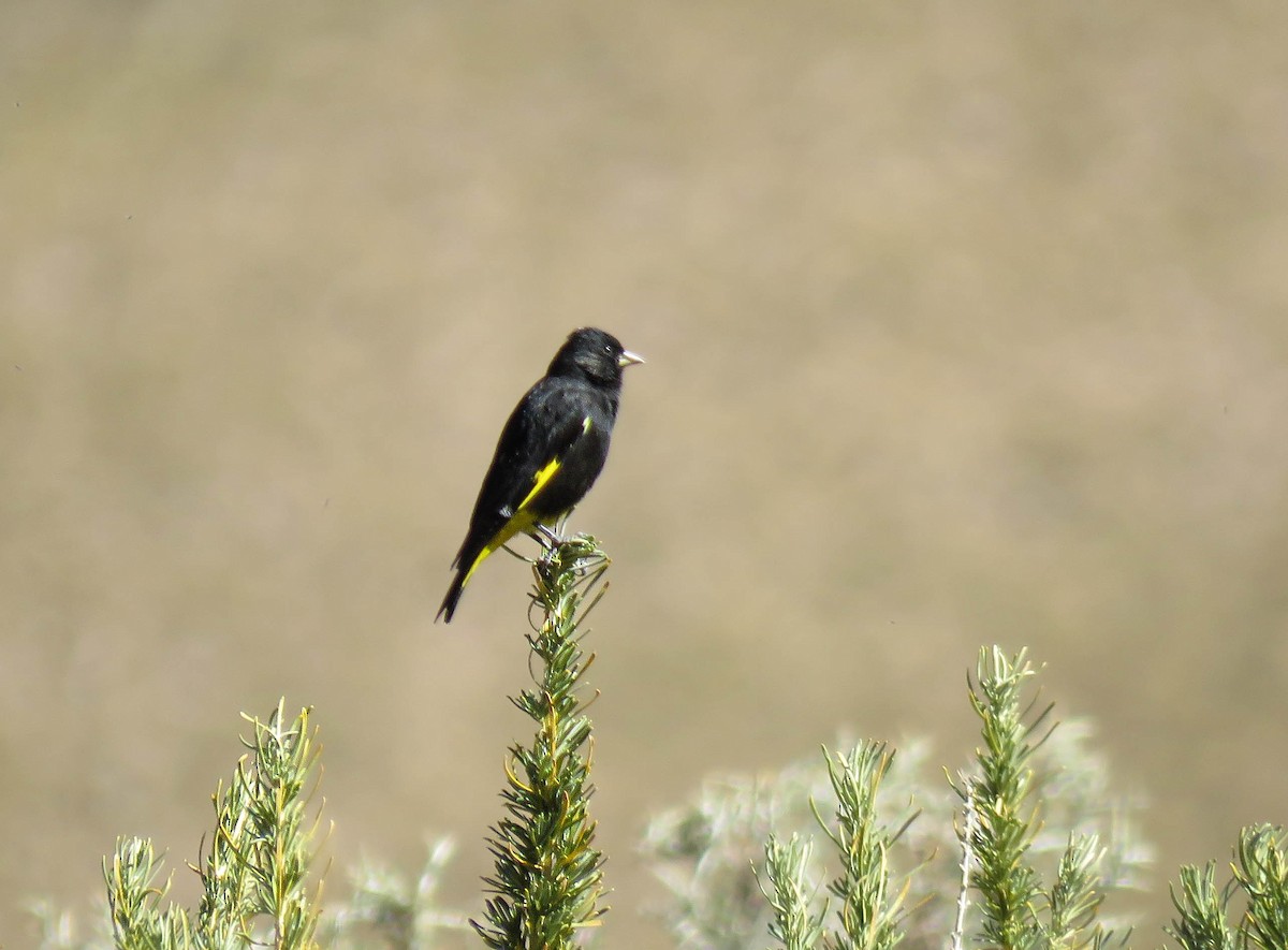 Black Siskin - ML639746269