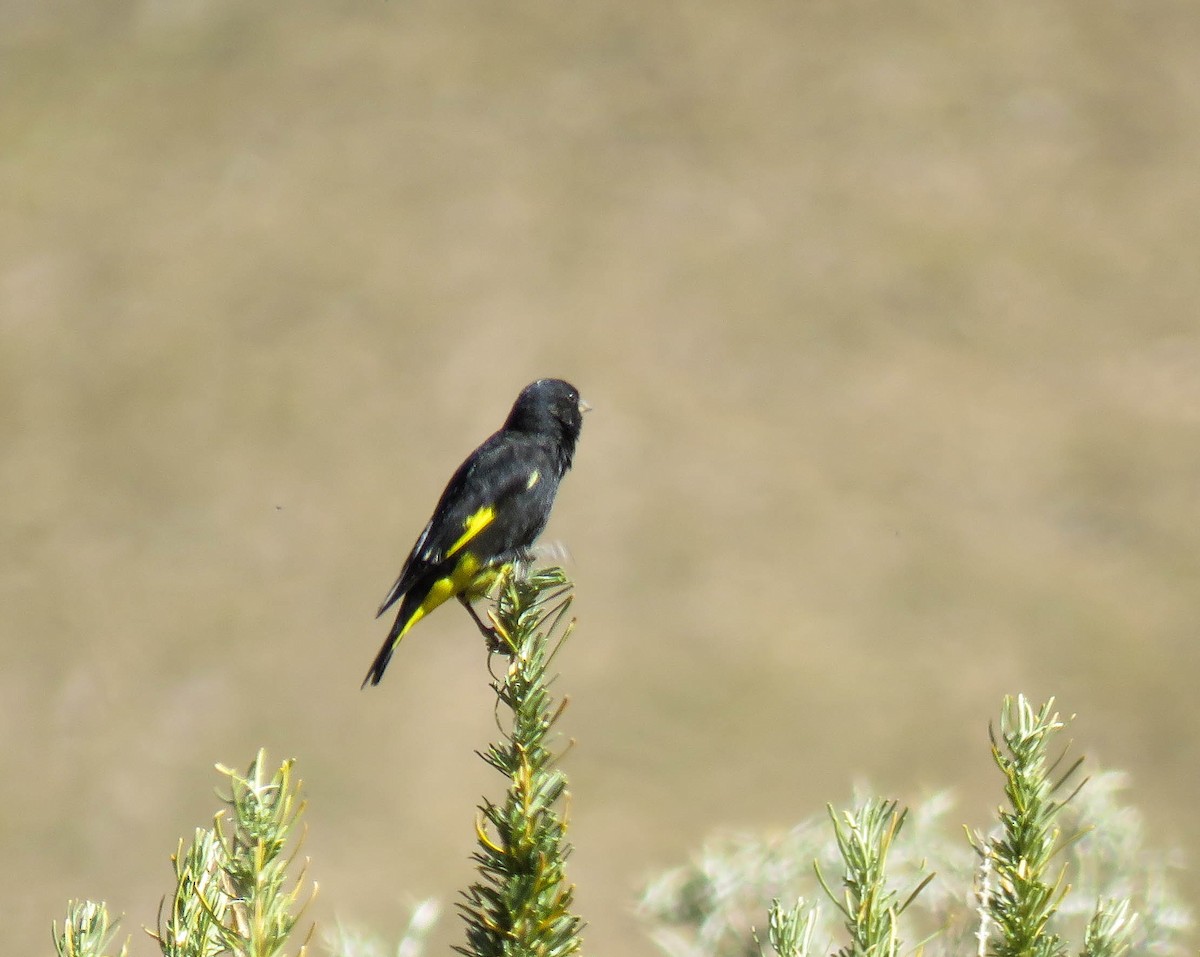 Black Siskin - ML639746270