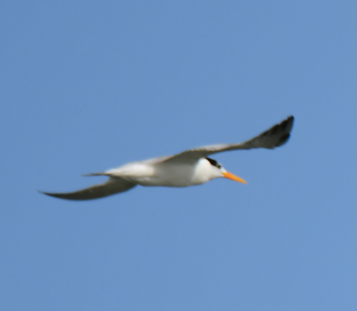 Lesser Crested Tern - ML639746271