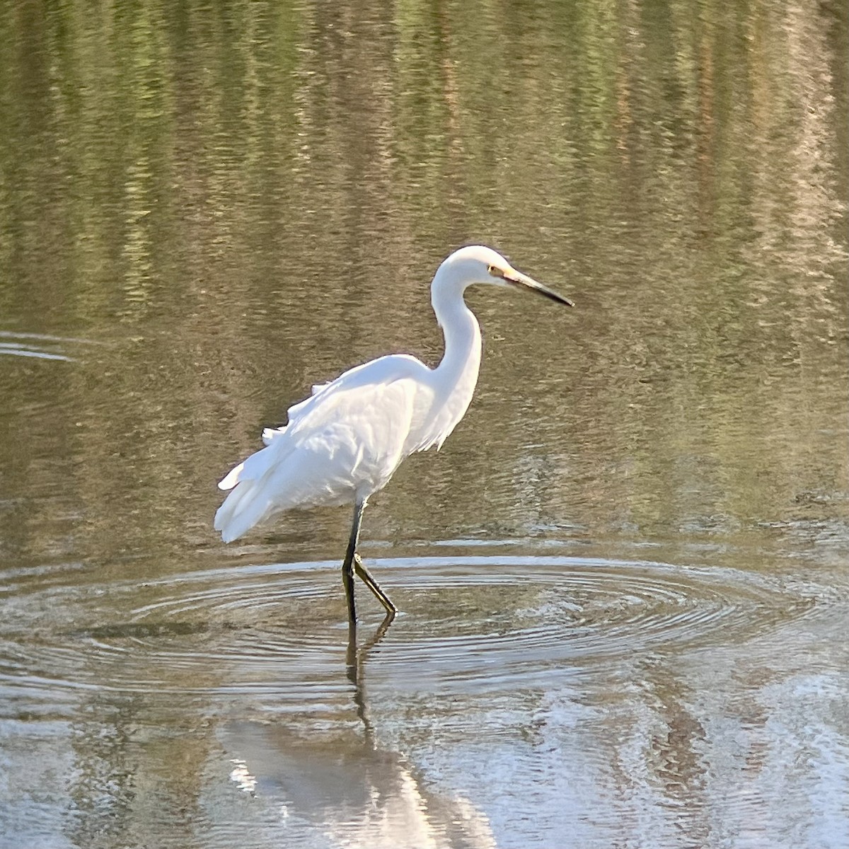 Snowy Egret - ML639746272