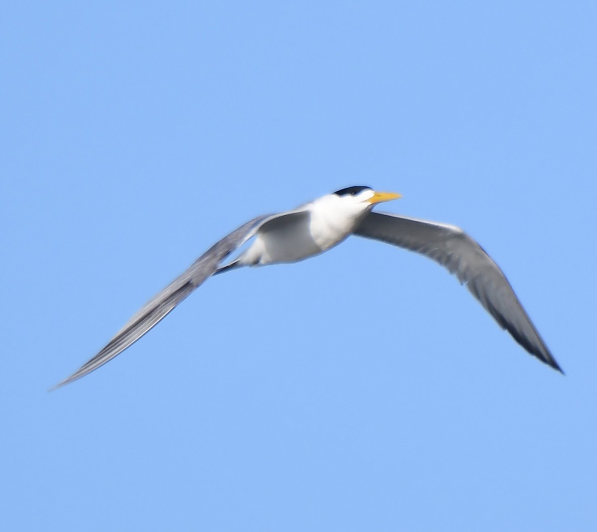 Great Crested Tern - ML639746280