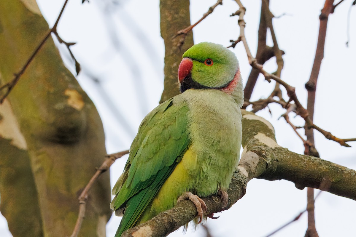 Rose-ringed Parakeet - ML639746304