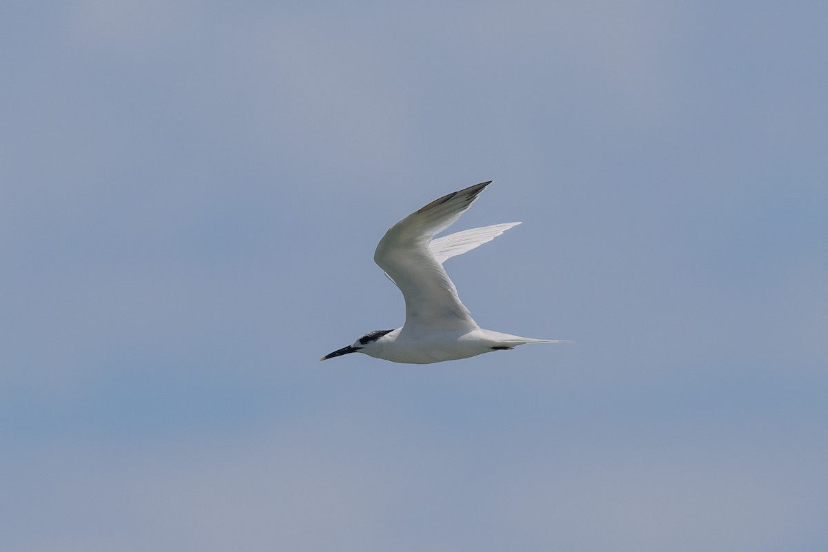 Sandwich Tern - ML639746305