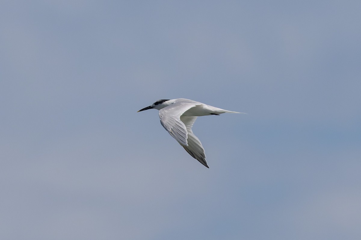 Sandwich Tern - ML639746306