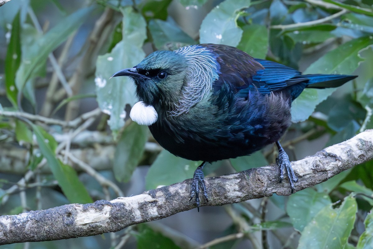 Tui - ML639746311