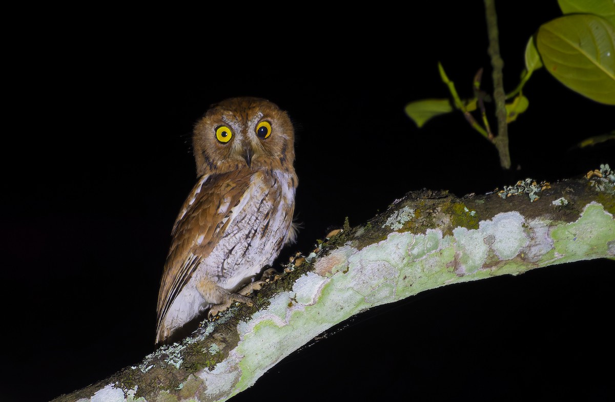 Oriental Scops-Owl - ML639746317