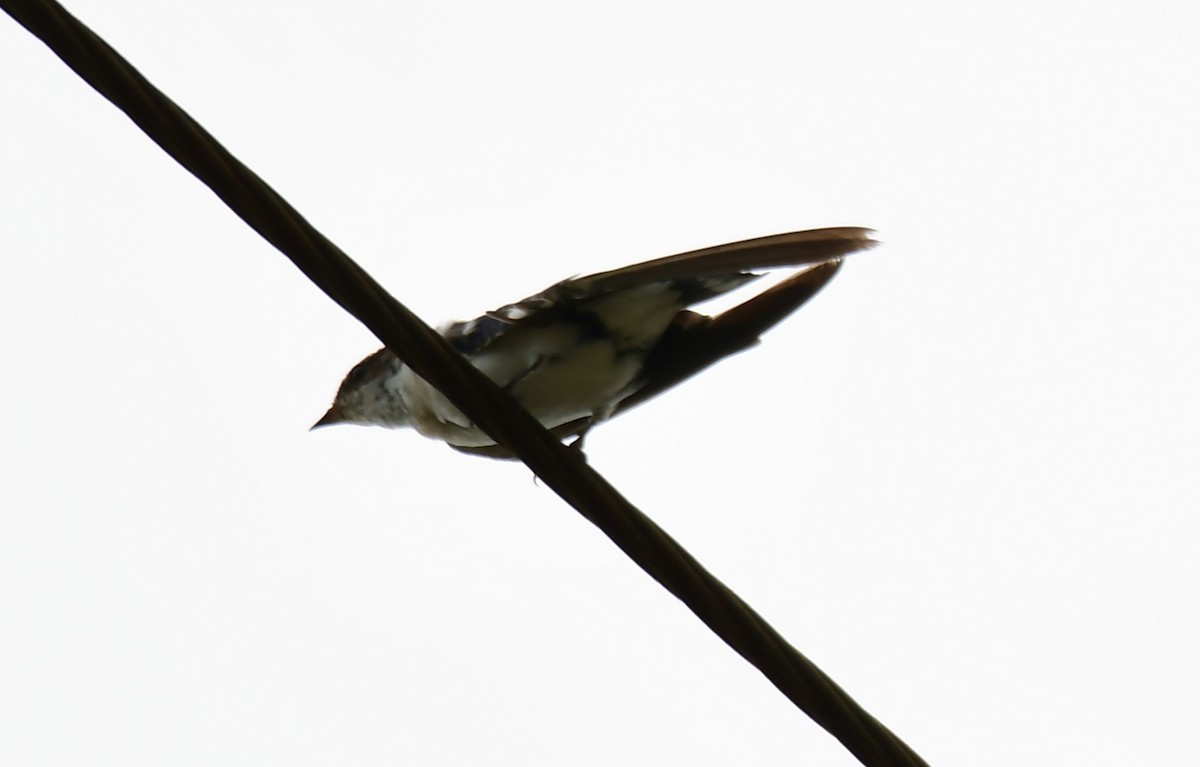 Wire-tailed Swallow - ML639746320