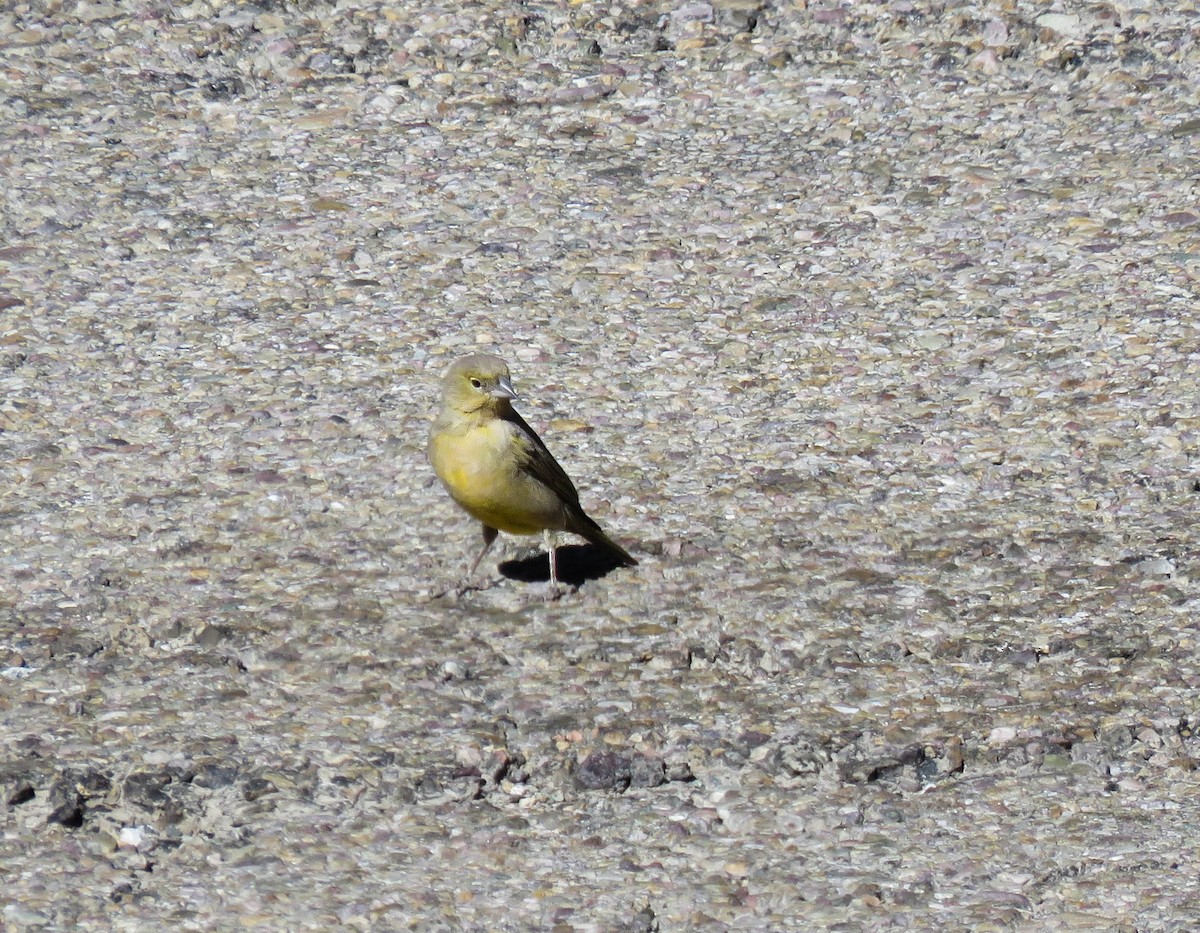 Greenish Yellow-Finch - ML639746322