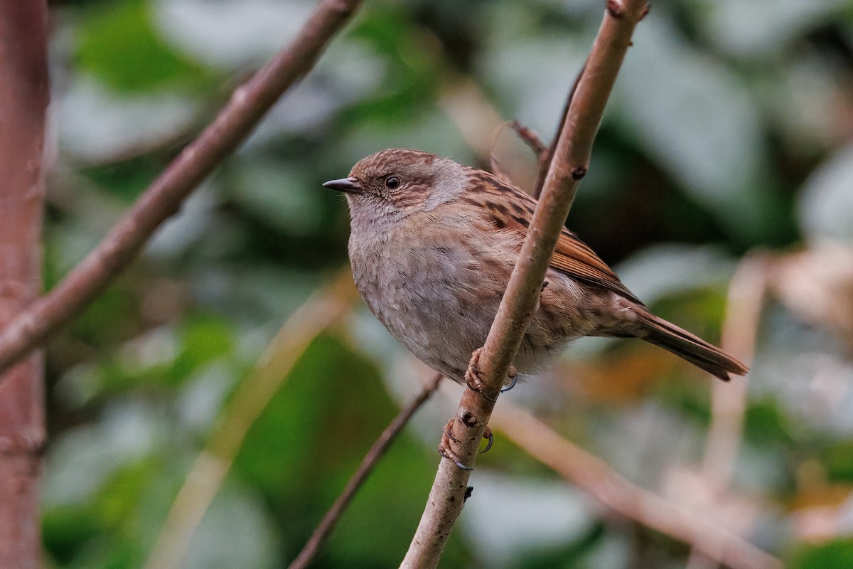 Dunnock - ML639746325