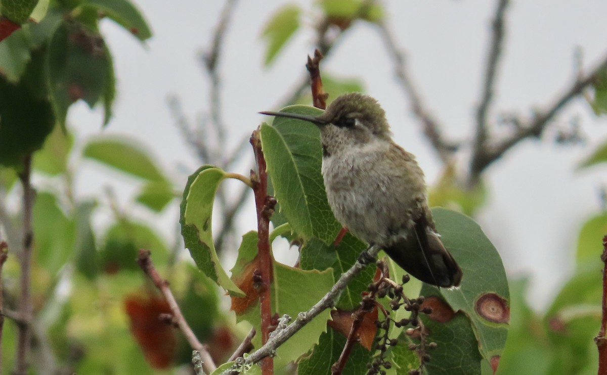 Anna's Hummingbird - ML639746327