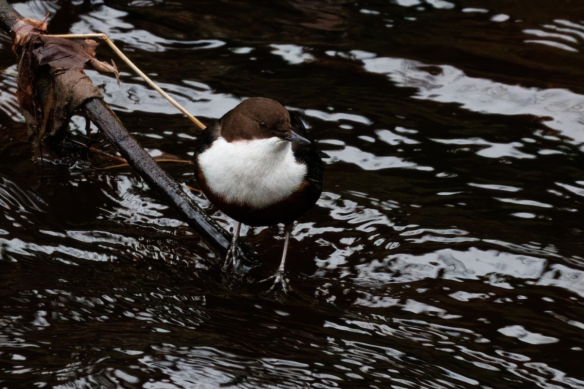 White-throated Dipper - ML639746330