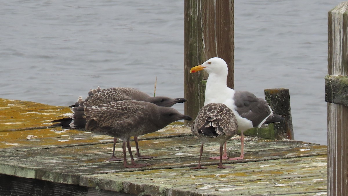 Western Gull - ML639746331