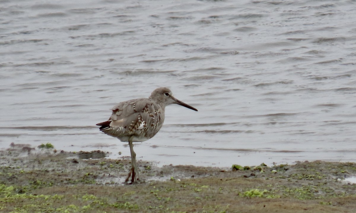 willetsnipe - ML639746338