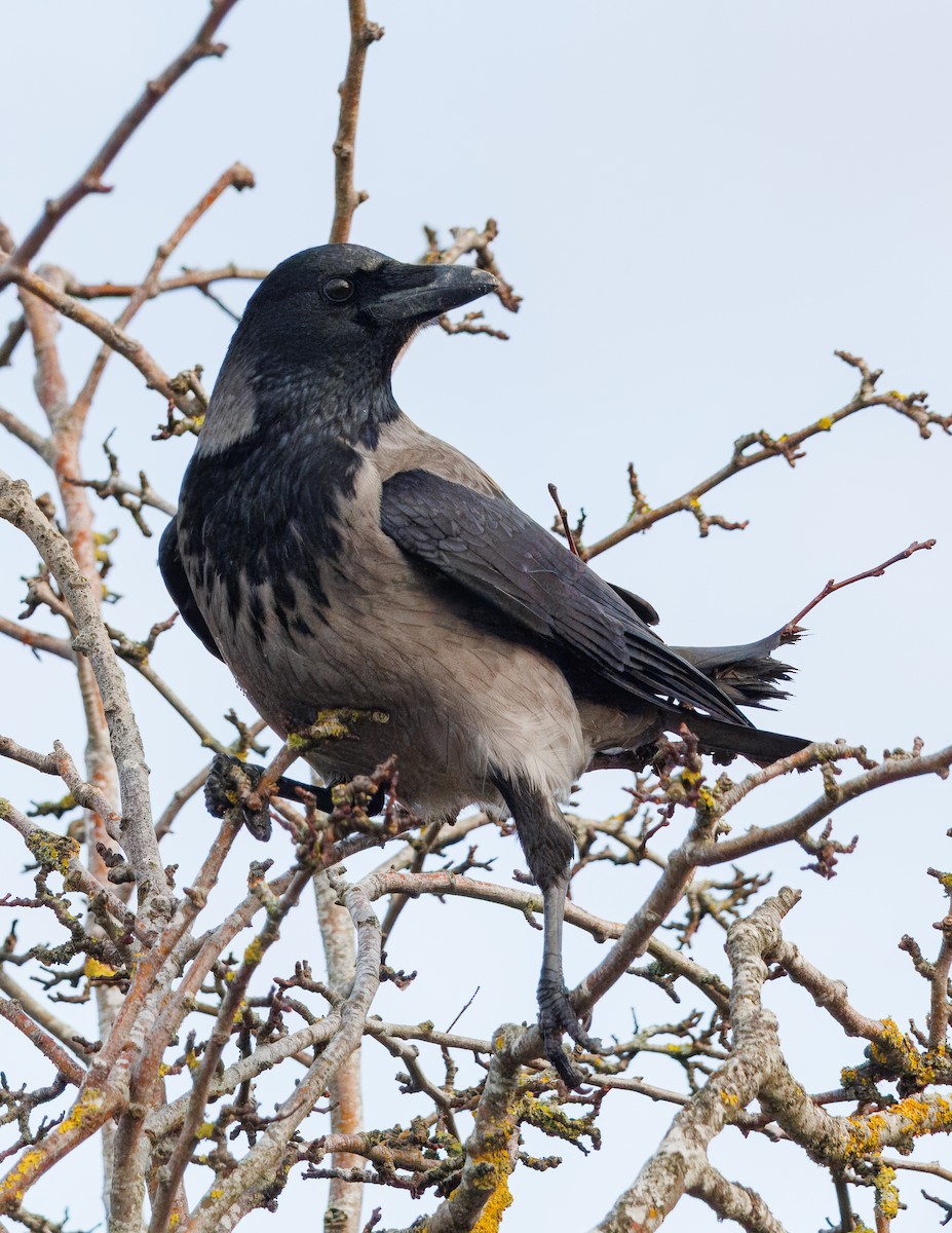 kråke - ML639746360
