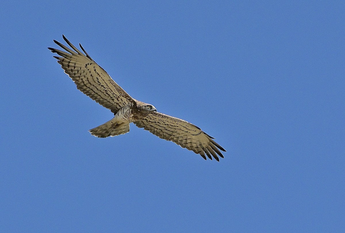 slangeørn - ML639746361