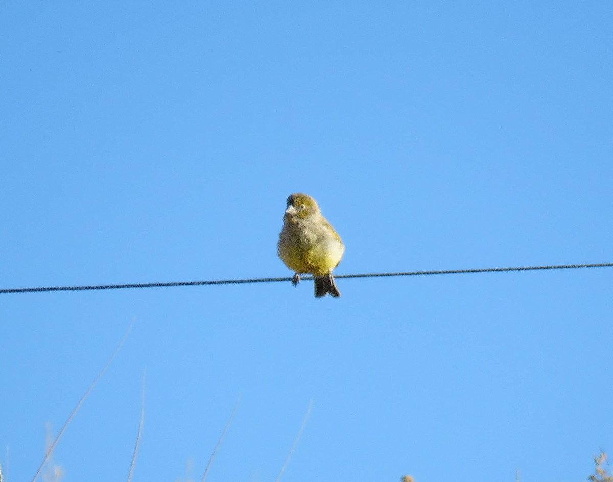 Greenish Yellow-Finch - ML639746364