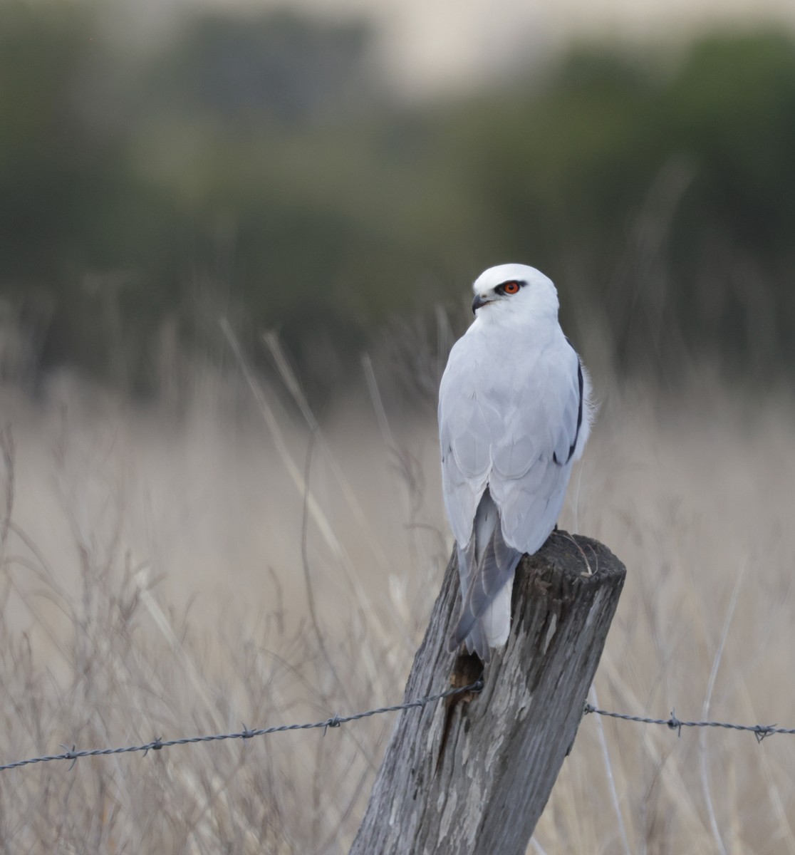Black-shouldered Kite - ML639746392