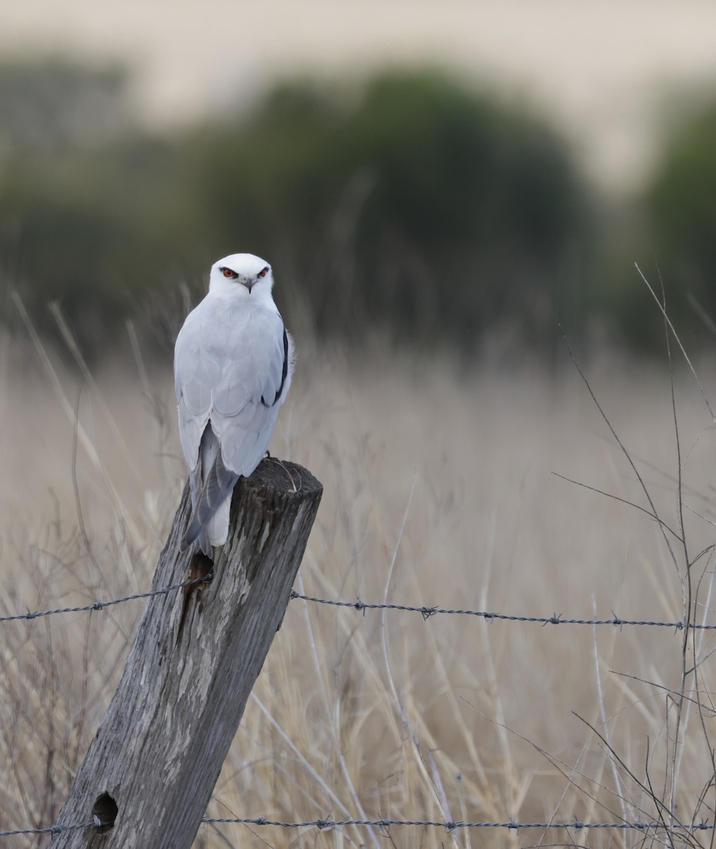 Black-shouldered Kite - ML639746393