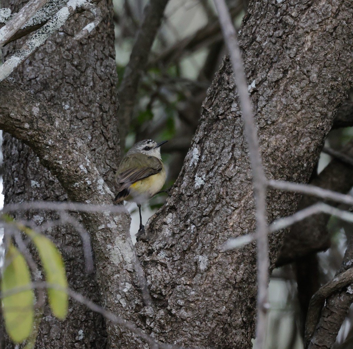 Yellow-rumped Thornbill - ML639746396