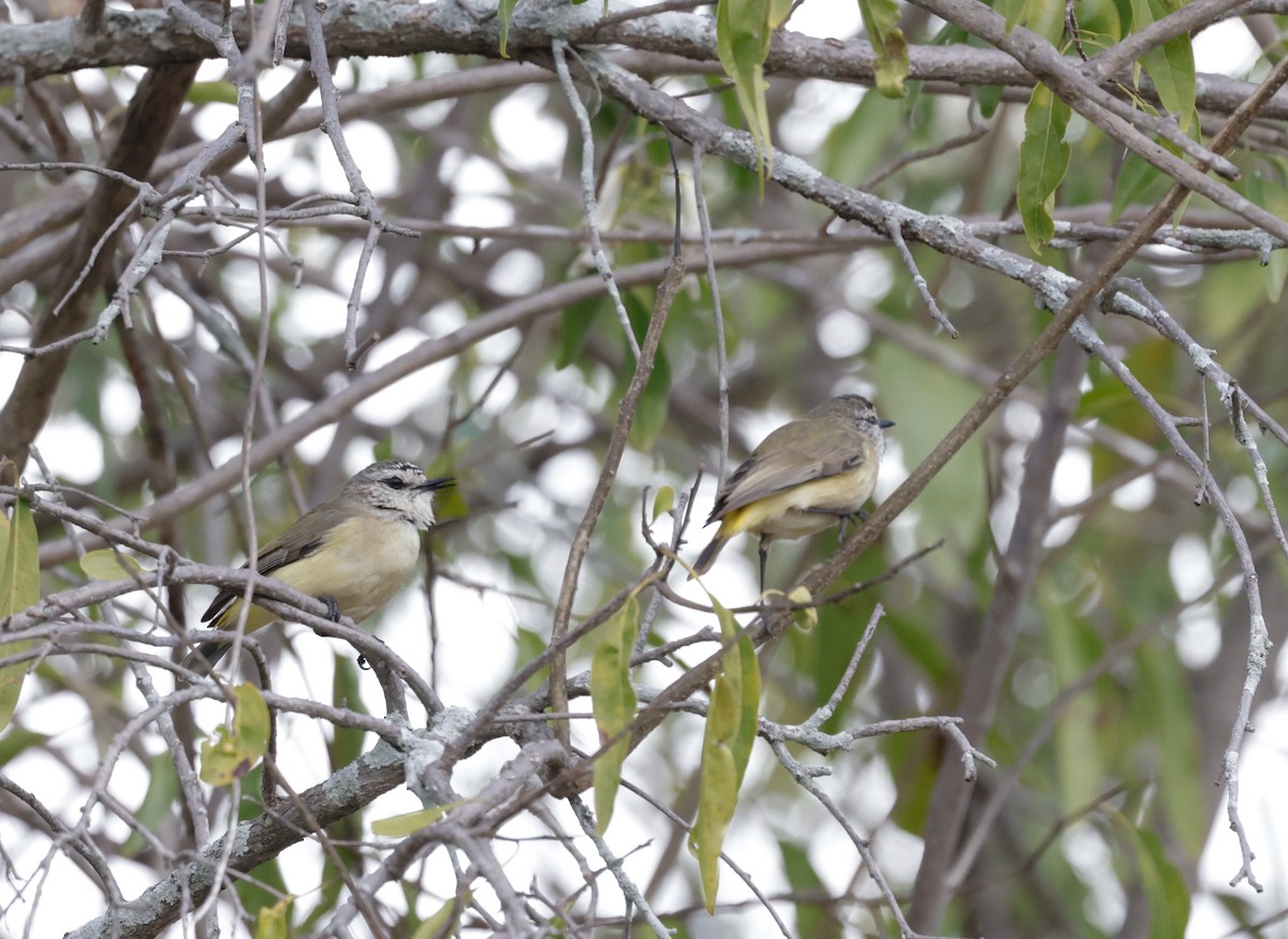 Yellow-rumped Thornbill - ML639746397
