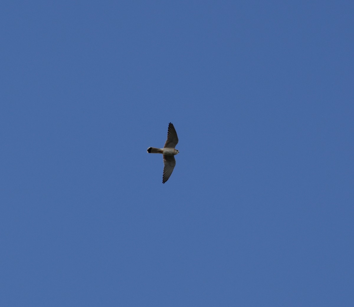 Nankeen Kestrel - ML639746417