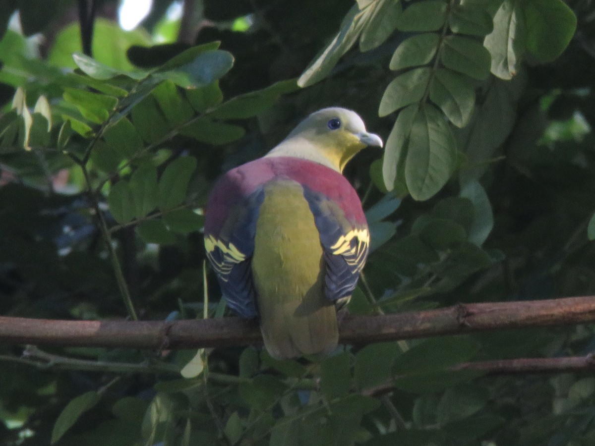 Gray-fronted Green-Pigeon - ML639746546