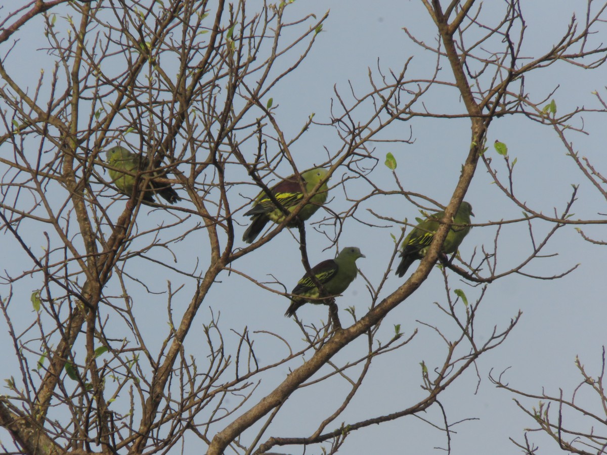 Gray-fronted Green-Pigeon - ML639746547