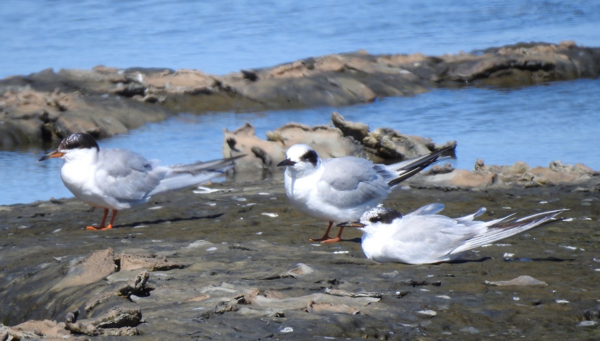 Forster's Tern - ML639746567