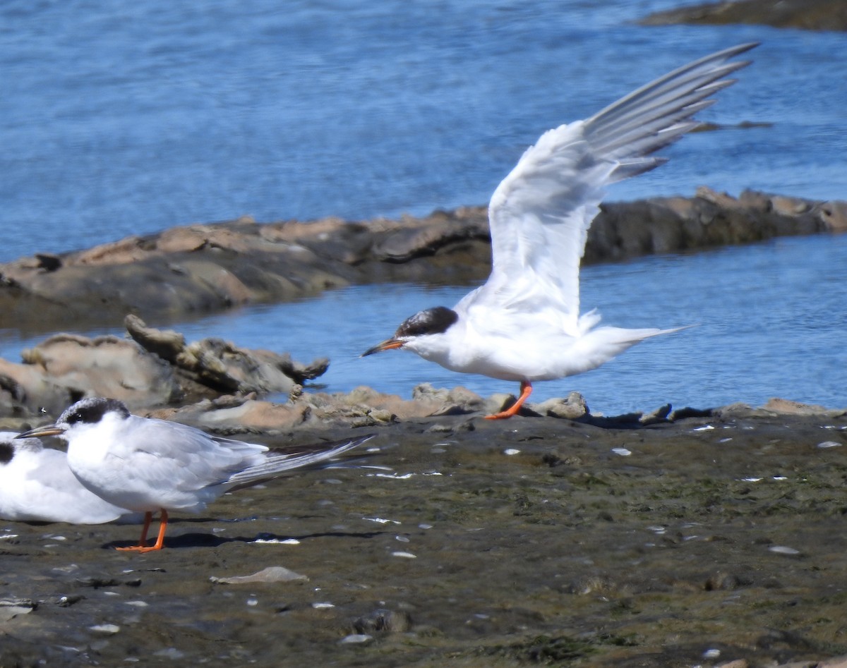 Forster's Tern - ML639746569