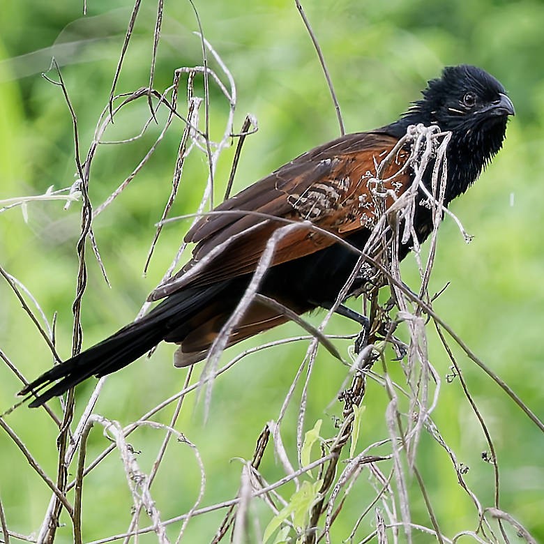Black Coucal - ML639746593