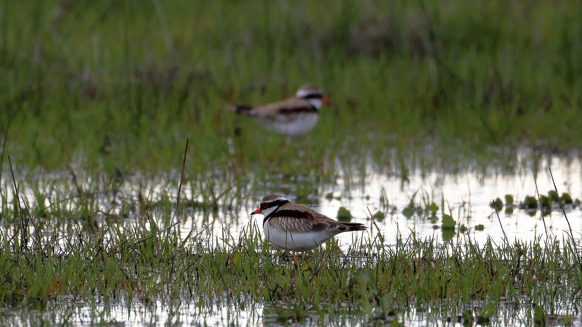 Black-fronted Dotterel - ML639746617