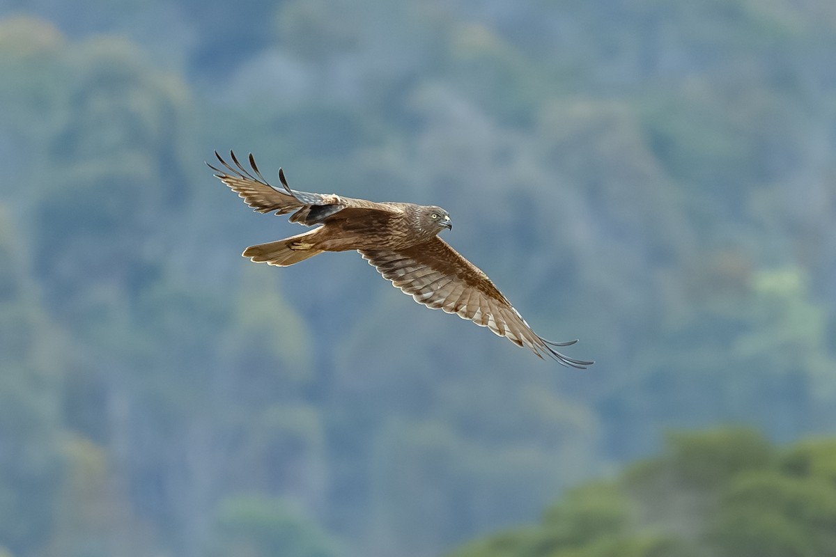 Swamp Harrier - ML639746644