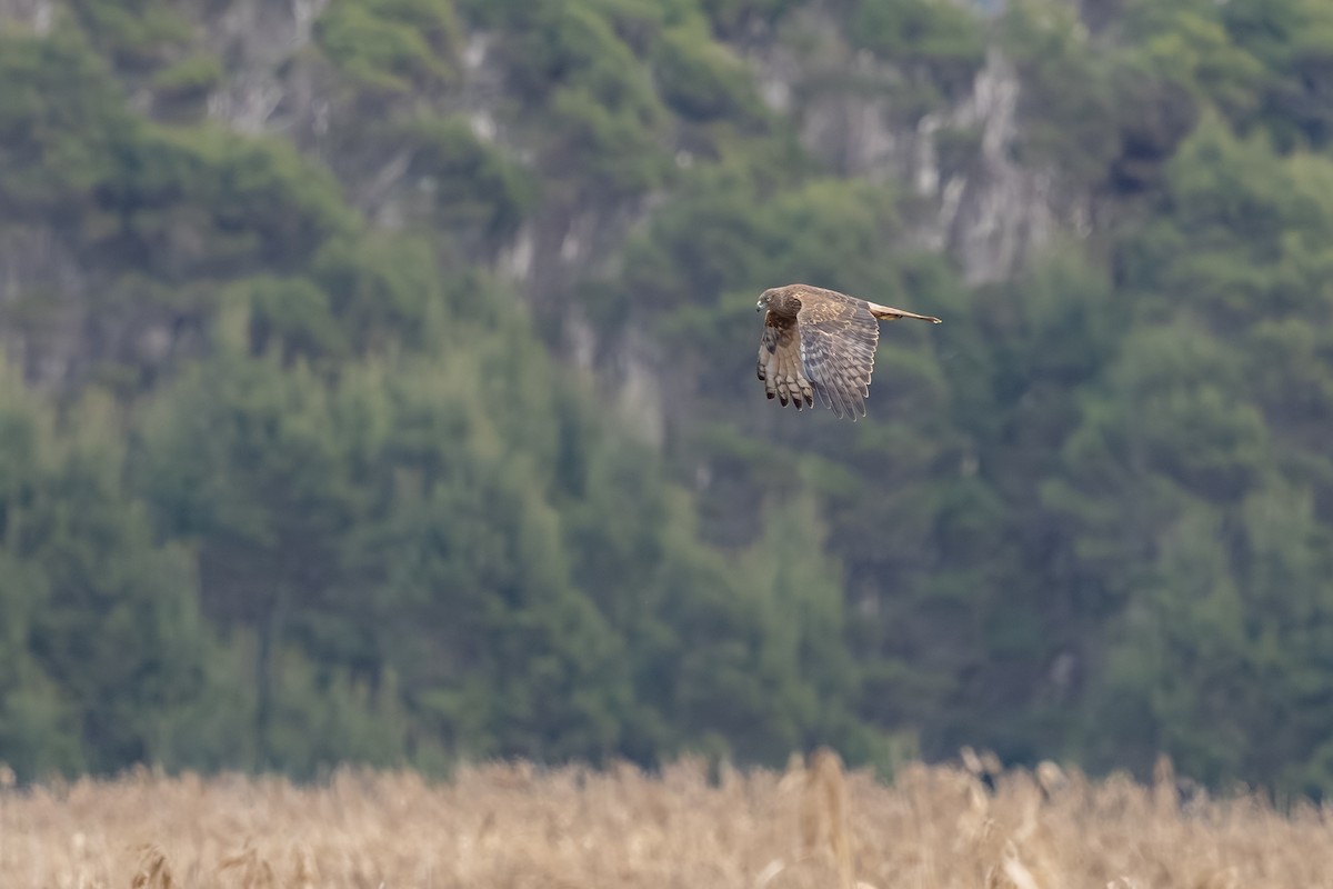 Swamp Harrier - ML639746645