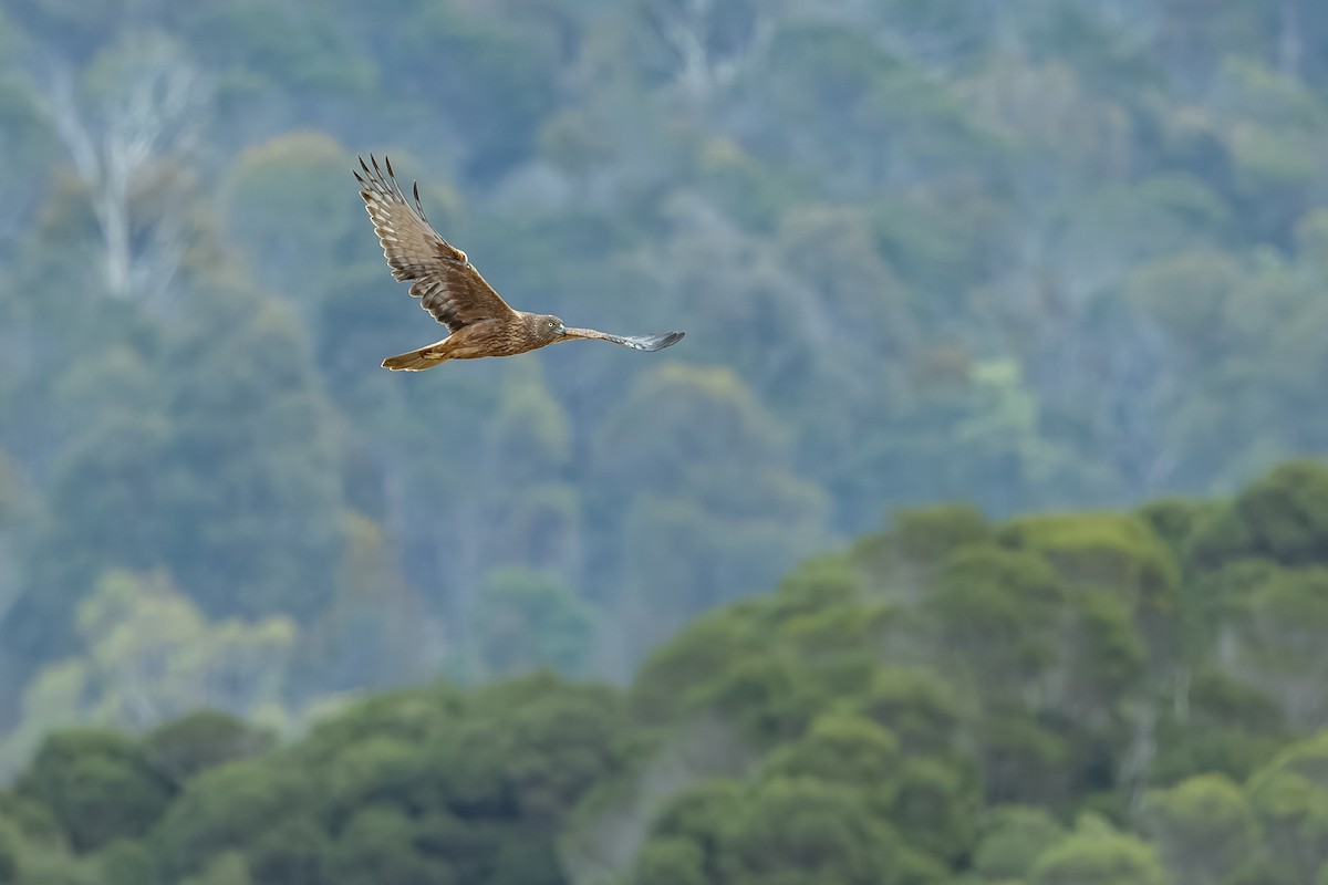 Swamp Harrier - ML639746646