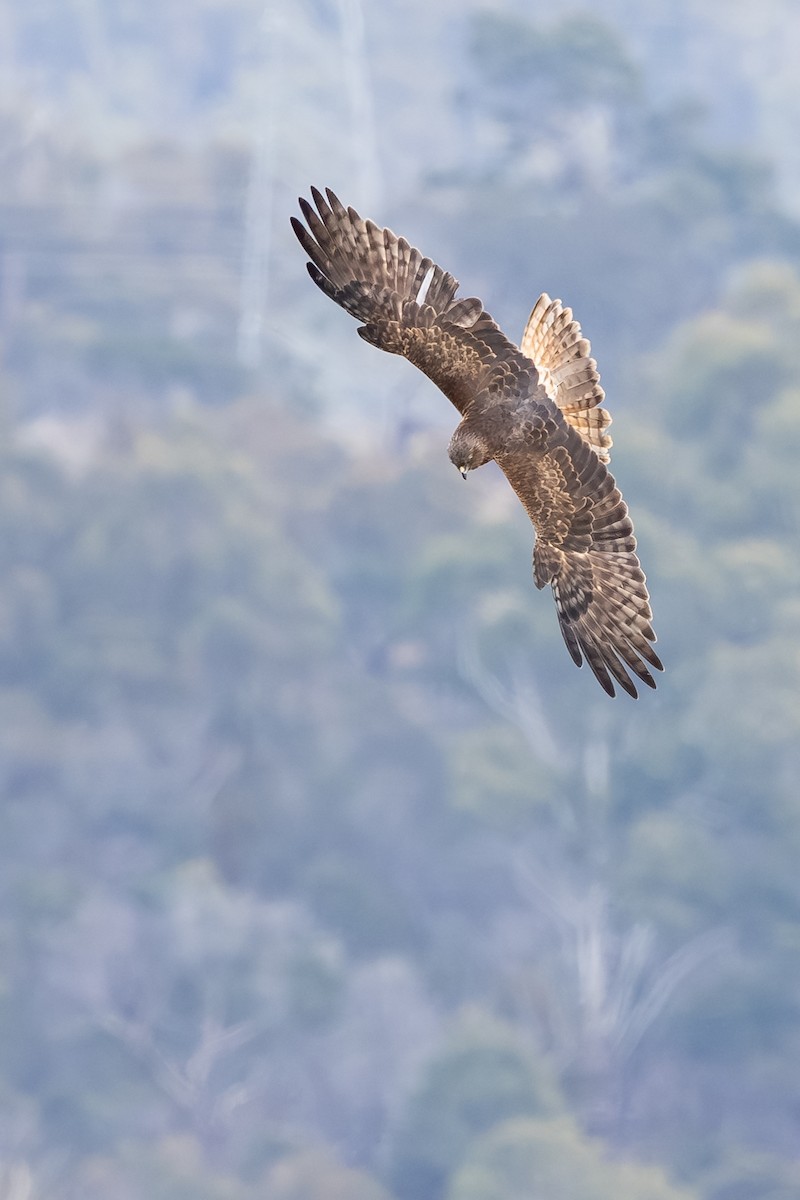 Swamp Harrier - ML639746674