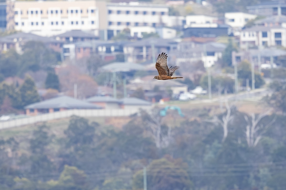 Swamp Harrier - ML639746675