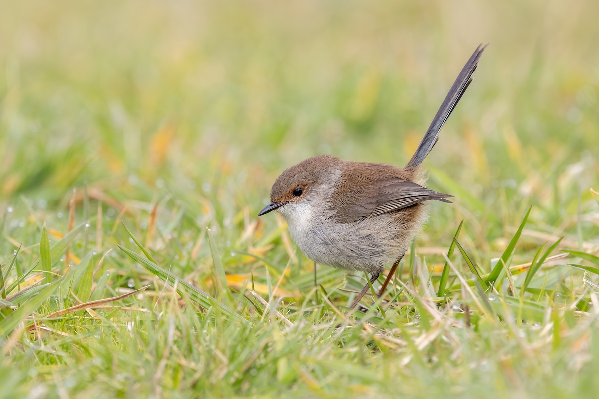 Superb Fairywren - ML639746712