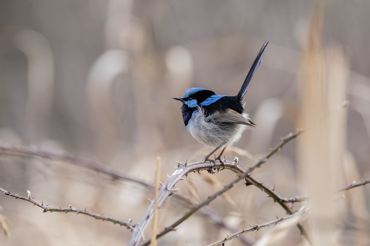 Superb Fairywren - ML639746714