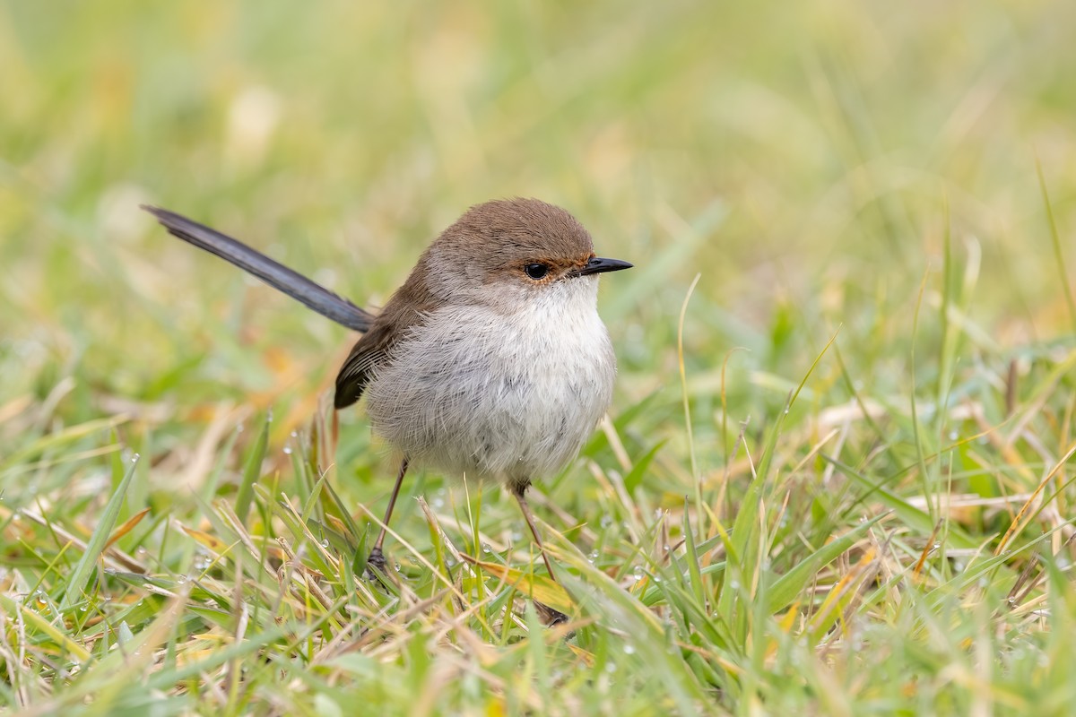 Superb Fairywren - ML639746715