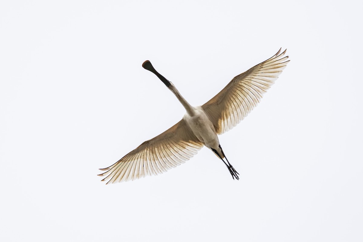 Royal Spoonbill - ML639746717