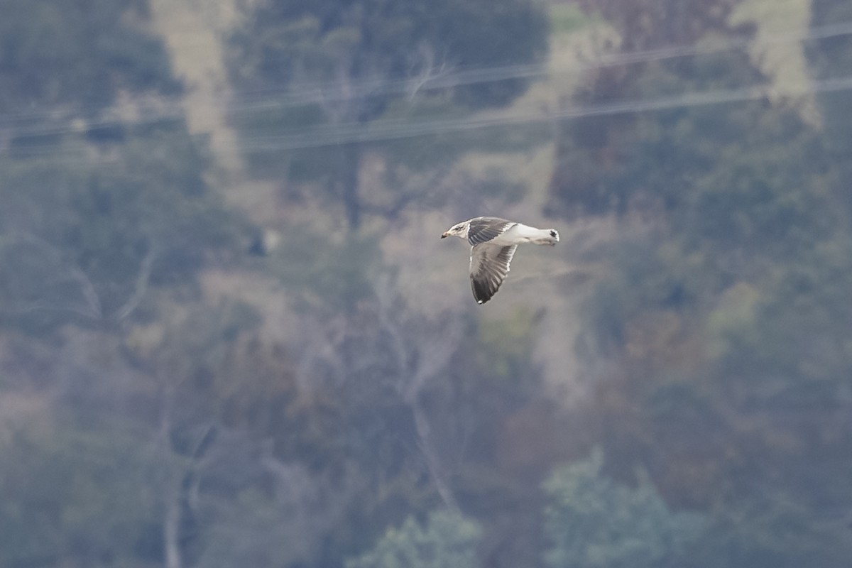 Kelp Gull - ML639746723