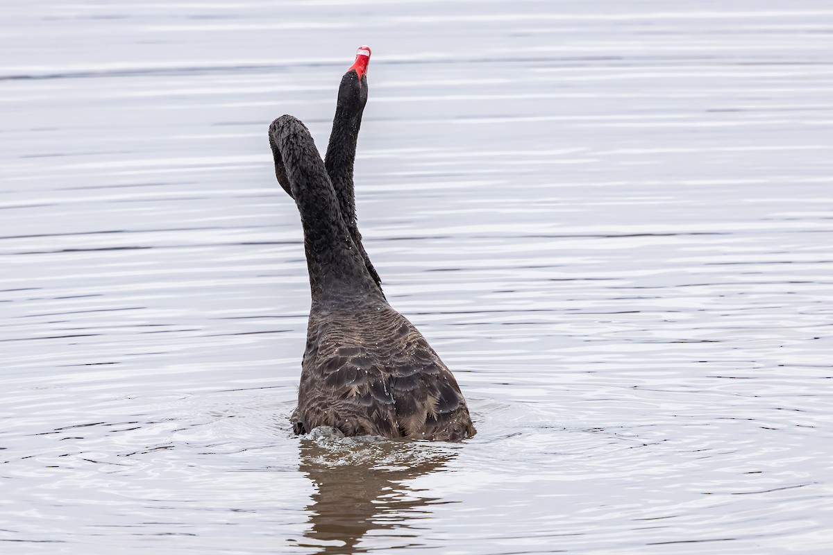 Black Swan - ML639746729
