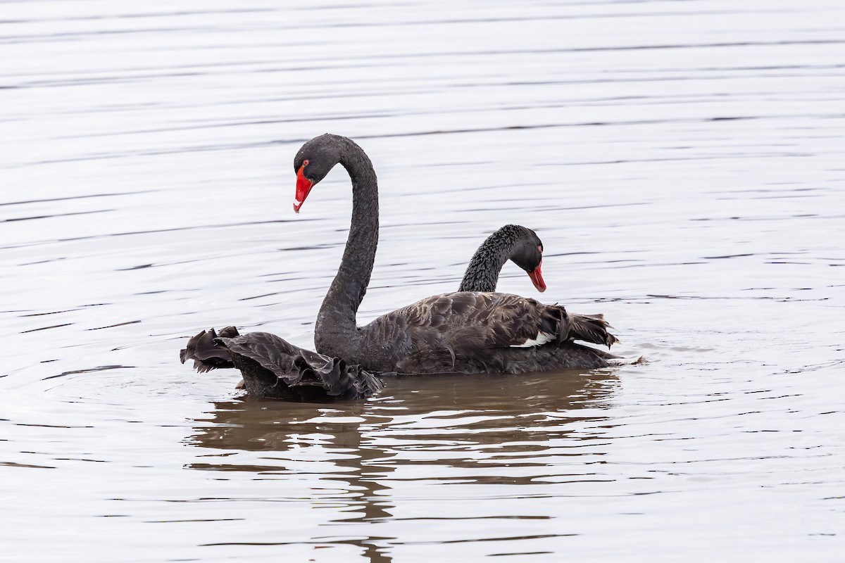 Black Swan - ML639746730