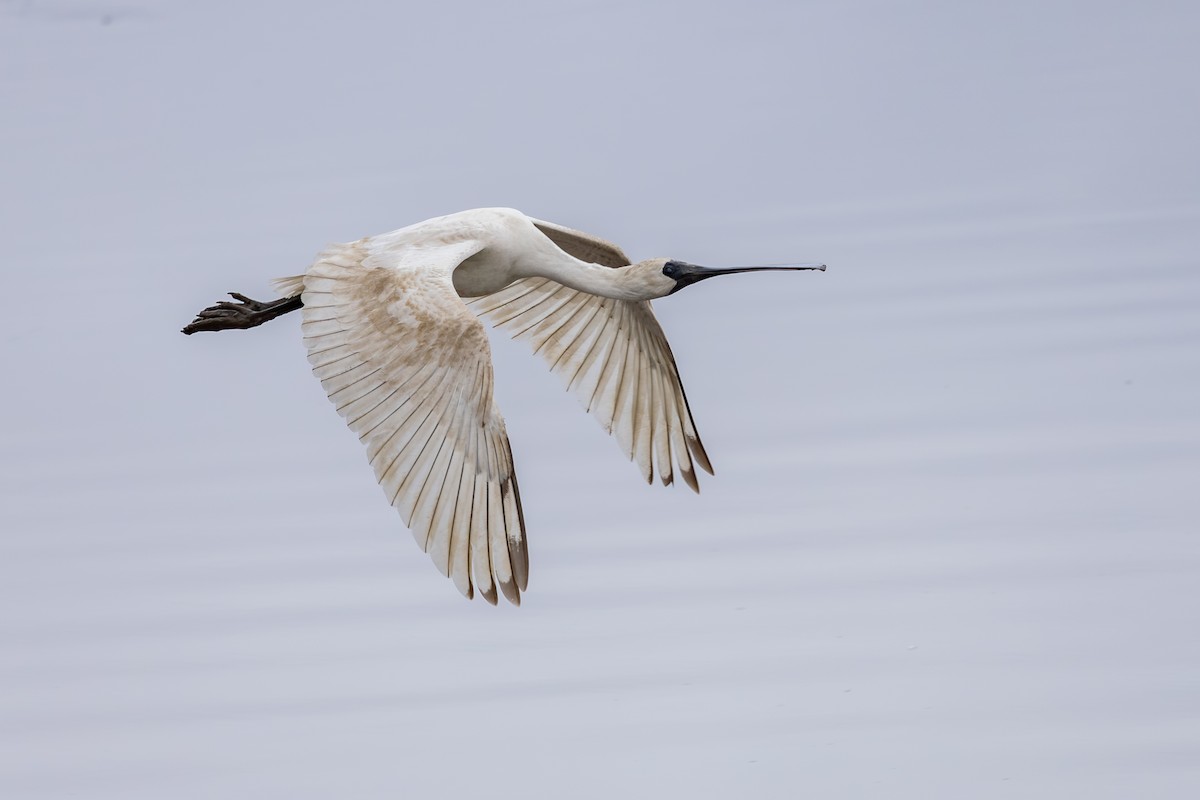 Royal Spoonbill - ML639746735