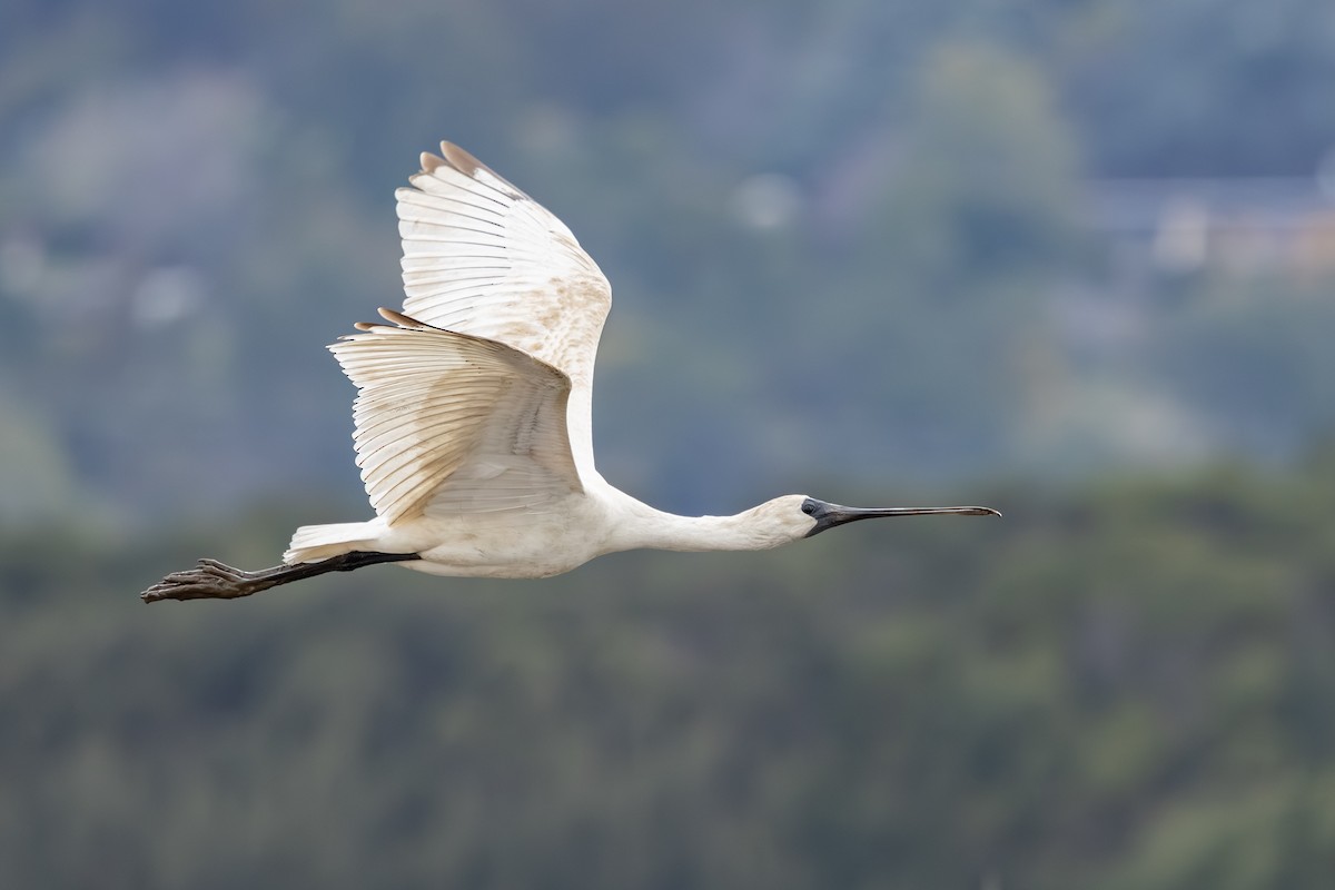 Royal Spoonbill - ML639746736