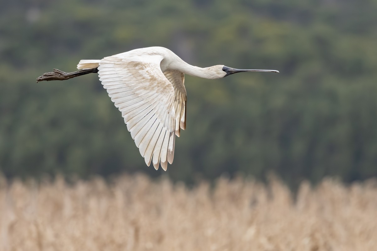 Royal Spoonbill - ML639746737
